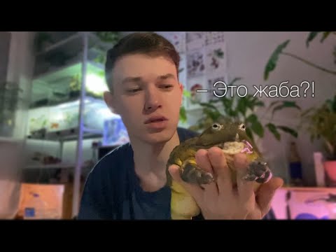 Видео: Кормим лягушек и болтаем