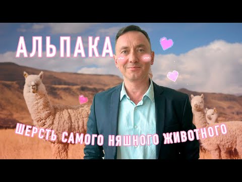 Видео: АЛЬПАКА - ШЕРСТЬ САМОГО НЯШНОГО ЖИВОТНОГО