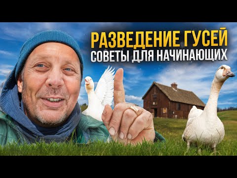 Видео: Разведение ГУСЕЙ. С чего начать. Советы для начинающих. "Мое Подворье"