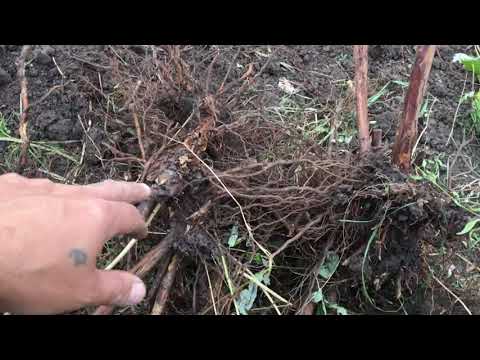 Видео: Семилетний корень Малины Полка .Раскорчёвка