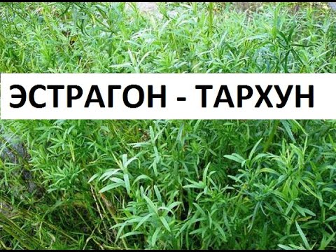 Видео: Эстрагон - тархун из семян.