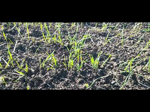 Видео: Победа-75 всходы 2025 г. 