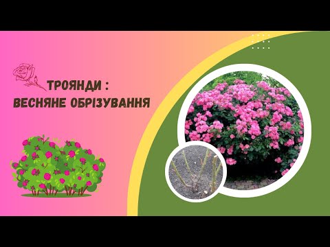 Видео: Як обрізати троянди навесні