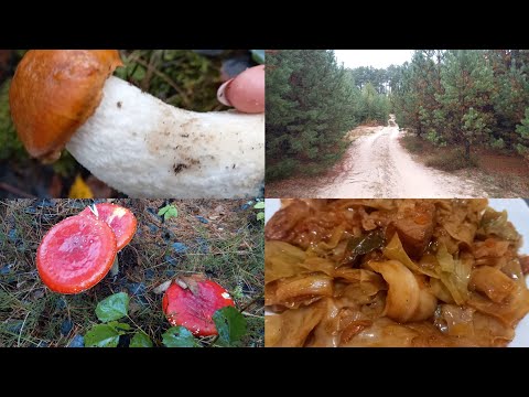 Видео: ТИХЕ ПОЛЮВАННЯ 🍄І КАПУСТА В РУКАВІ