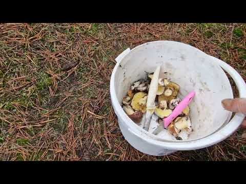 Видео: По грибы с Леной 