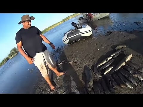 Видео: Рыбалка, Речные монстры 2 сезон Ловля змей головы.Рыбалка в Алматы!!!