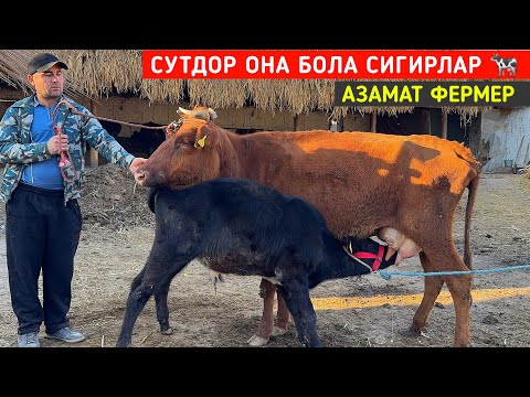 Видео: СУТДОР ОНА БОЛА СИГИРЛАР 🐄 АЗАМАТ ФЕРМЕР ХОРАЗМ БУ́ЙЛАБ ДАСТАВКА !!! ХОРАЗМ БОЗОР 