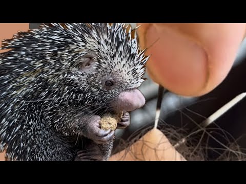 Видео: Меня ткнул дикобраз!!