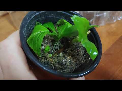 Видео: Результат  позднего черенкования крупнолистной гортензии .🌿Как сохранить черенки до весны.