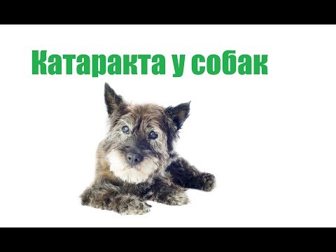Видео: Катаракта У Собак & Признаки И Лечение Катаракты У Собаки. Ветклиника Био-Вет