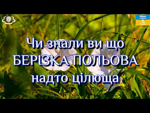 Видео: Чи знали ви що БЕРІЗКА ПОЛЬОВА надто цілюща