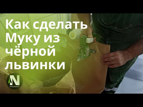 Видео: Мука из чёрной львинки Самая простая технология.