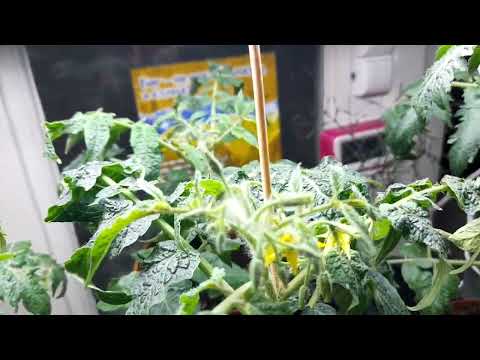 Видео: ОВОЧІ НА ПІДВІКОННІ РЕАЛЬНІСТЬ ЧИ ІГРАШКА. ЧАСТИНА 2.