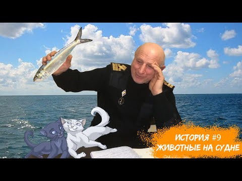 Видео: История #9. Животные на судне.