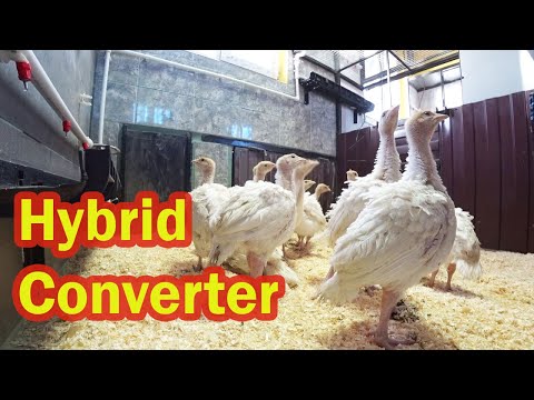 Видео: ОГРОМНЫЕ ИНДЮКИ. Индюшатам 25 дней.