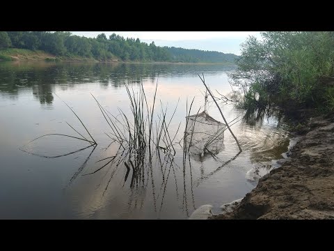 Видео: Рыбалка на резинку и донки. Особенности рыбалки на резинку. Чехонь и сопа.