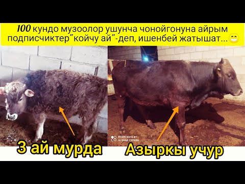 Видео: Мен алган музоолор 3 айда кандай чоноюптур?