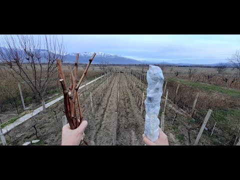 Видео: Как хранить черенки винограда до пересадки