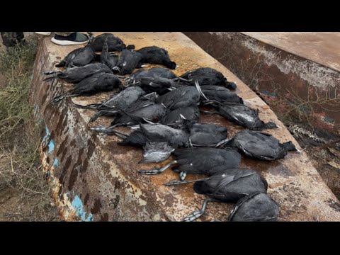 Видео: Охота на лысуху коллективно.В конце охоты розыгрыш за самую лучшую охоту. Озера Папас 