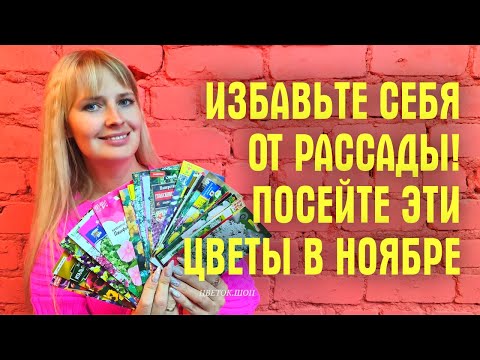 Видео: ИЗБАВЬТЕ СЕБЯ ОТ РАССАДЫ! Посейте ЭТИ ЦВЕТЫ ПОД ЗИМУ и БУДЕТ ВАМ СЧАСТЬЕ ВЕСНОЙ!