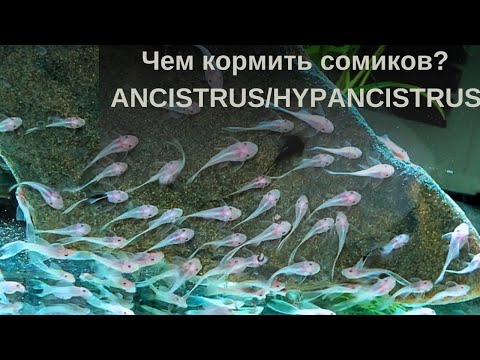 Видео: Мой совет как и чем кормить Л-сомов (Ancistrus и Hypancistrus)