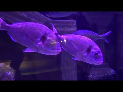 Видео: Сборник 13.  Музыка Сергея Чекалина. Collection 13. Music by Sergei Chekalin.