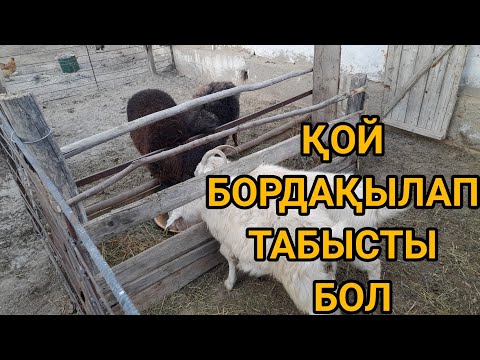 Видео: Қой бордақылау әдісі.Артық шығыңыз мал бордақылап табысты бол