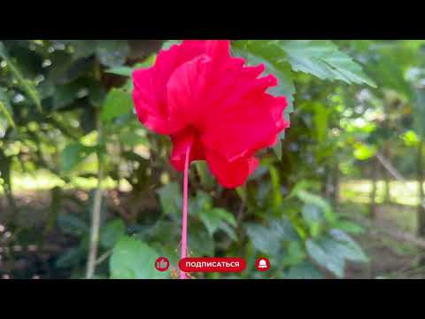 Видео: Жить или инвестировать? Обзор недвижимости в Коста-Рике