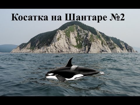 Видео: Русская Рыбалка 3.99 Косатка на Шантаре #2