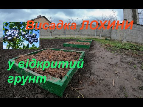 Видео: 🔴Висадка лохини у відкритий грунт