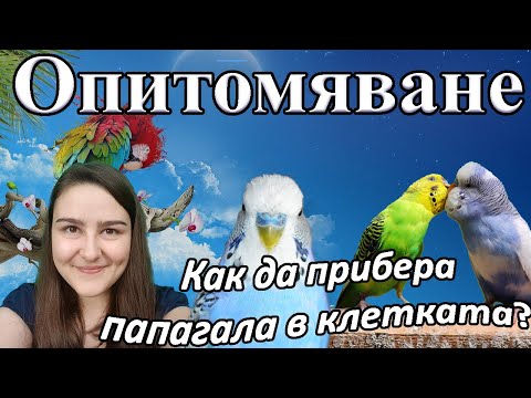 Видео: Опитомяване на вълнист папагал (корела)