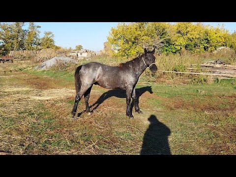 Видео: Ауыл тынысы.Күздік соғым.