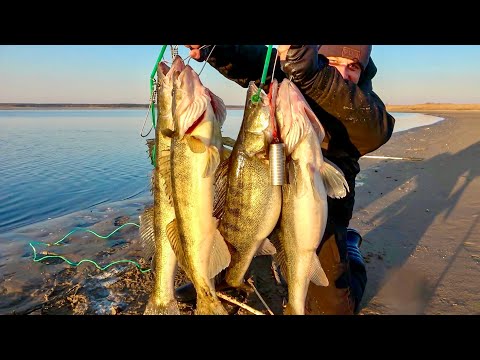 Видео: Знайшов канаву із здоровенними судаками! Ловля судака на блешню!