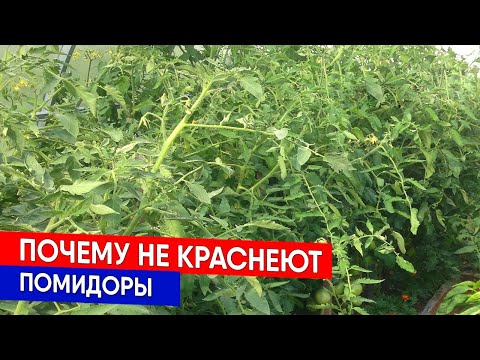 Видео: Почему не краснеют помидоры