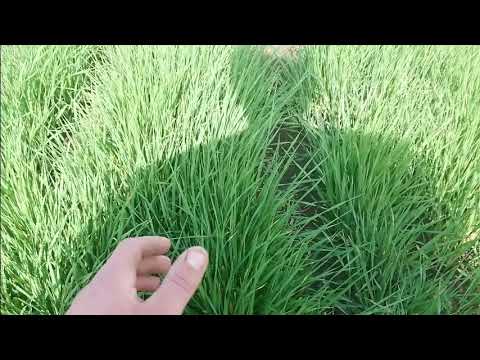 Видео: Ячмень Адапт, посев РУМОМ и результат через 1.5 месеца.