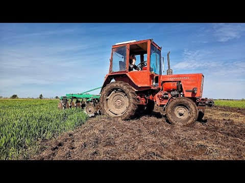 Видео: Дискування поля під КАРТОПЛЮ трактором Т25