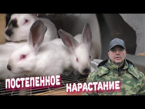 Видео: КРОЛИКИ КРОЛЬЧАТА КАК ОНИ РАСТУТ Кролики содержание и разведение