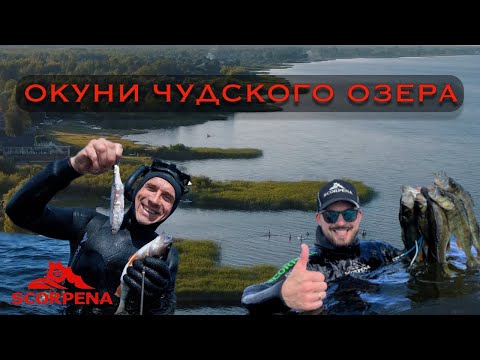 Видео: Подводная охота на чудском озере, копчение окуня!