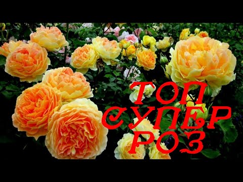 Видео: Лучшие сорта роз в моём саду