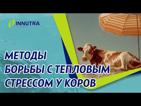 Видео: Тепловой стресс у коров и методы его предотвращения