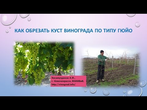 Видео: Обрезка виноградного куста, формировка двуплечий Гюйо, часть 1 Хисамутдинов