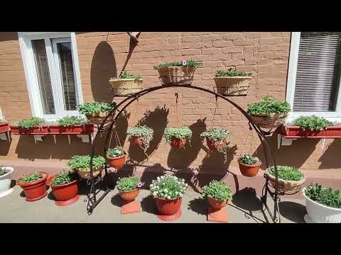 Видео: Петуния в саду. Как вырастить красивый пышный куст петунии. Надо ли формировать и прищипывать часто.