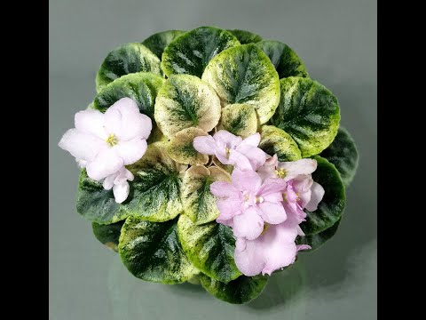 Видео: Как пересадить детку фиалки в горшочек побольше.