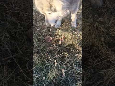 Видео: Забытые ушастые хотят кушать .Хозяин умер .