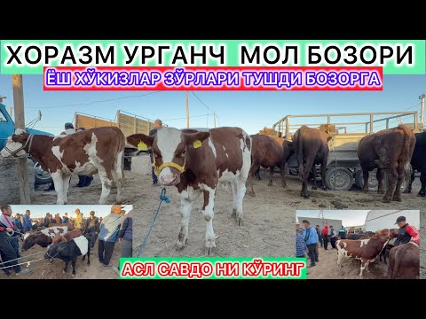 Видео: ХОРАЗМ УРГАНЧ ГОЙБУ МОЛ БОЗОРИ ЁШ ХЎКИЗЛАР ЗЎРЛАРИ ТУШДИ БОЗОРГА 14-сентября 2025 г.