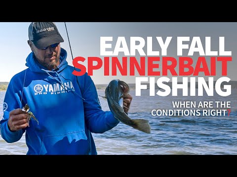 Видео: Ранняя осень. Ловля спиннинговой рыбы (Когда условия подходящие?)