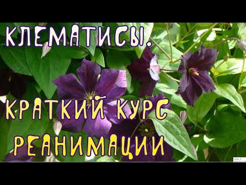 Видео: Клематисы. Краткий курс реанимации