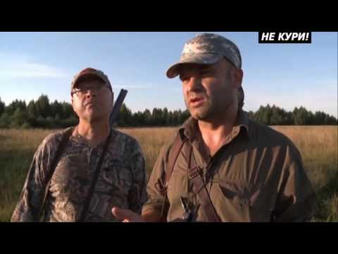 Видео: Охота на дупеля с дратхааром. Охота по болотно-луговой дичи . 2018