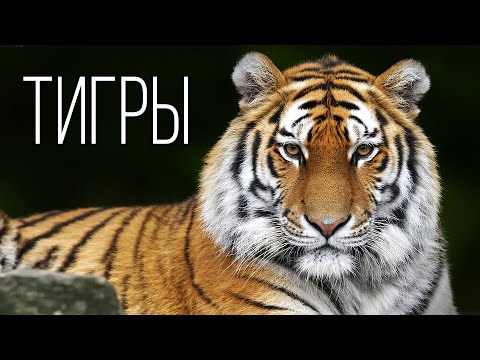 Видео: Тигр: Полосатый Царь зверей | Интересные факты про тигров