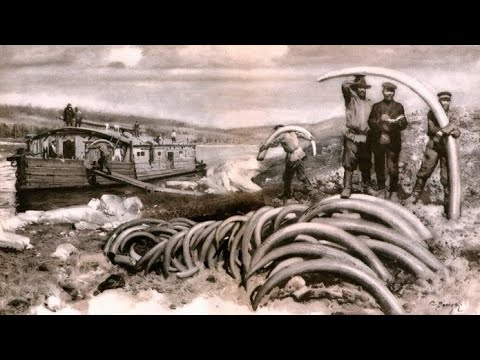 Видео: Откуда берется бивень мамонта, если мамонты вымерли?!